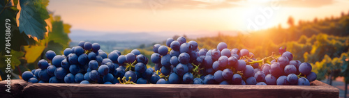 Blue vine grapes harvested in a wooden box with vineyard and sunshine in the background. Natural organic fruit abundance. Agriculture, healthy and natural food concept. Horizontal composition, banner.