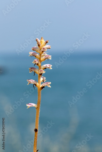 Bean broomrape (Orobanche crenata) in a meadow in coastal zone of Eastern Meditrranean Sea region