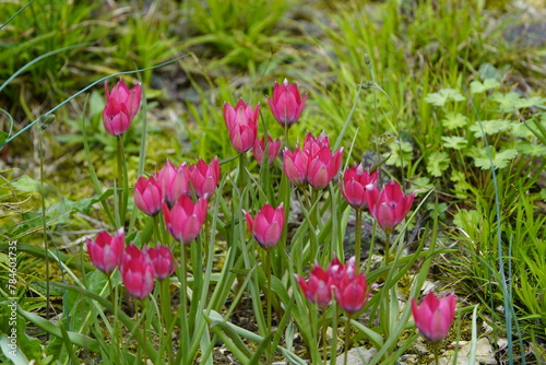 The mountain tulip (Tulipa montana Lindl., syn.: Tulipa wilsoniana Hoog) is a species of plant from the genus Tulip (Tulipa) in the lily family (Liliaceae). Hanover – Berggarten, Germany.