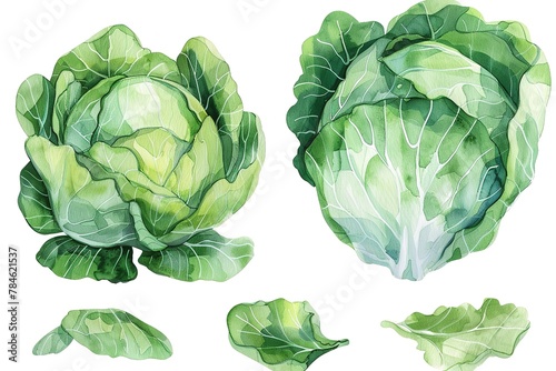 two fresh cabbage heads clipart, watercolor image, green vegetables, translucent background, Generative AI.