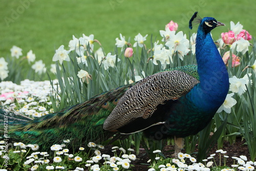 Peacock and flowers