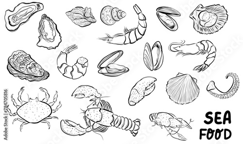 Seafood hand drawn sketch vector illustration for poster, print, home decoration, menu cover, invitation, design template. Scallop, lobster, oyster, mussel, shrimp, crustacean 