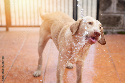Cute labrador dog with water splash