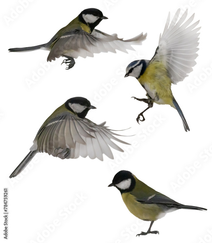 four yellow tits birds isolated on white