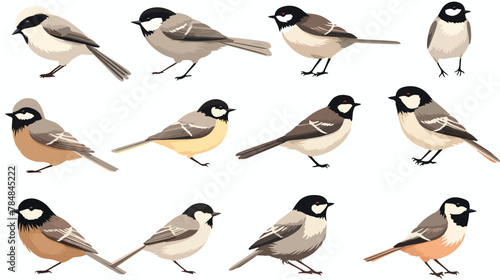 Vector sketches of Bird. The chickadees and titmice