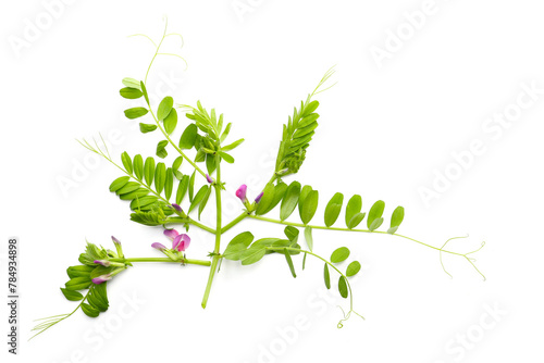 leaves and flowers of common vetch on a white background