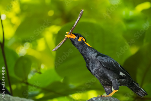 Close up of Common Hill Myna Gracula religiosa with a wooden stick , isolated on nature background.