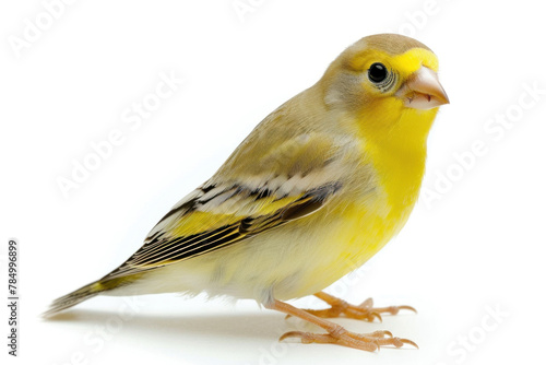 Yellow Canary Bird Perched Isolated on White Background, a Symbol of Music and Joy