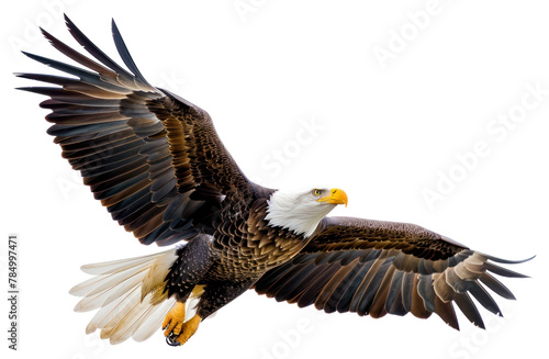 PNG American bald eagle animal flying bird