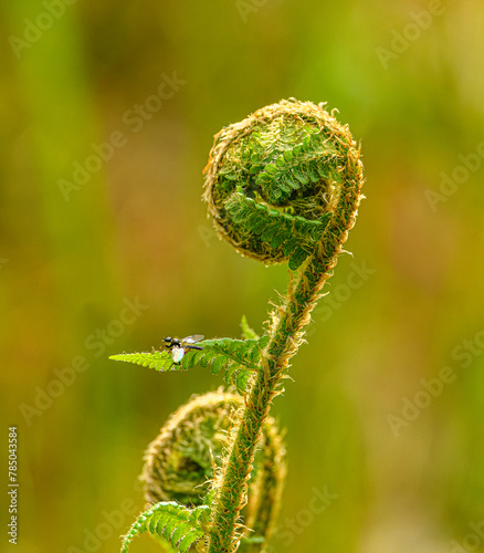 growing coil tip of fern in detail