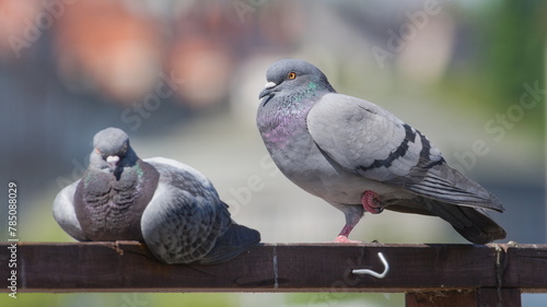 Lovely colorful Columba livia aka pigeon (rock or domestic) standing on one leg. Most common bird in residential areas. Funny animal photo.