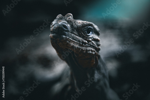 Closeup of a scaled dragon lizard