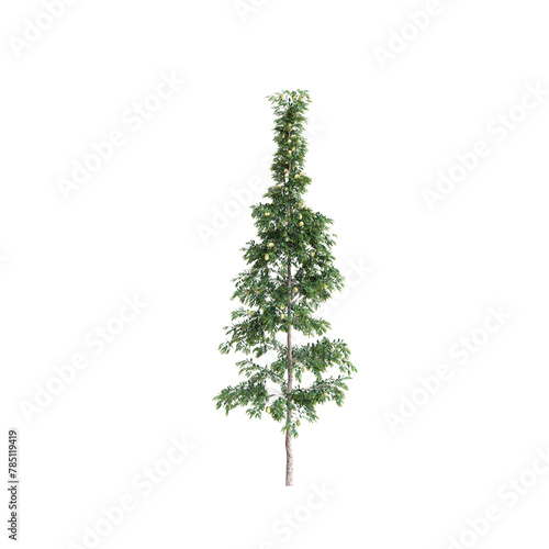 3d illustration of Agathis robusta tree isolated on transparent background