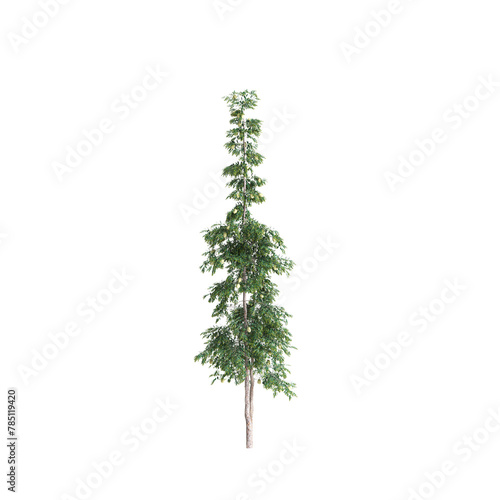 3d illustration of Agathis robusta tree isolated on transparent background