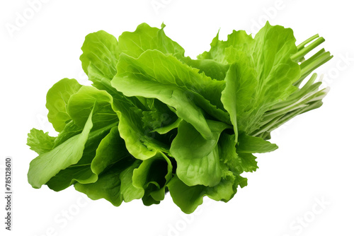 Verdant Crispness: A Lush Array of Lettuce on a Pure White Canvas. On White or PNG Transparent Background.