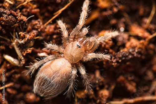 Baby tarantula in its habitat