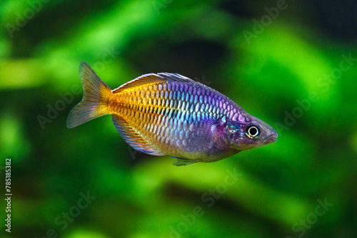 A green beautiful planted tropical freshwater aquarium with fishes.Boeseman's rainbowfish - Melanotaenia boesemani,with water plants.Fish in the aquarium.