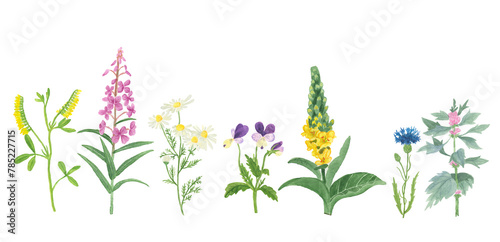 set of watercolor wildflowers. Plants: chamomile, cornflower, mullein, fireweed, flax, motherwort, sweet clover, clover. Medicinal herbs from the meadow