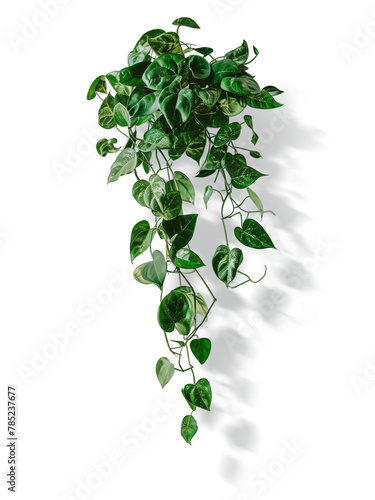 Green variegated leave hanging scindapsus pictus exotica plant popular foliage tropical houseplant transparent background, with shadows 