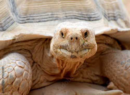 Portret - zbliżenie pyska dużego żółwia pustynnego