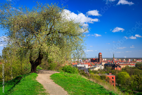 Beautiful blooming tree and the Main City of Gdansk at spring, Poland