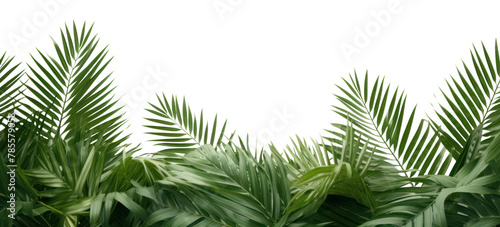 PNG Palm leaves backgrounds vegetation outdoors