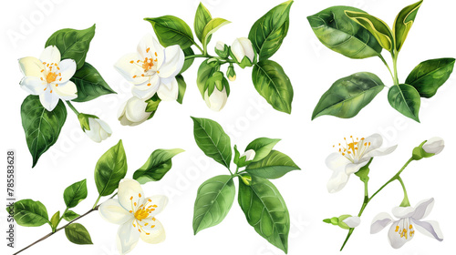 Collection of jasmine flowers watercolor cutout png isolated on white or transparent background 