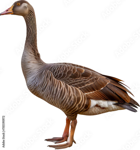 Greylag goose standing profile isolated cut out png on transparent background