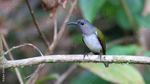 Gray-hooded sunbird (Aethopyga primigenia), endemic bird of Philippines