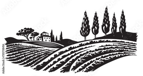 Vineyard landscape, Sketch, hand drawn illustrations.