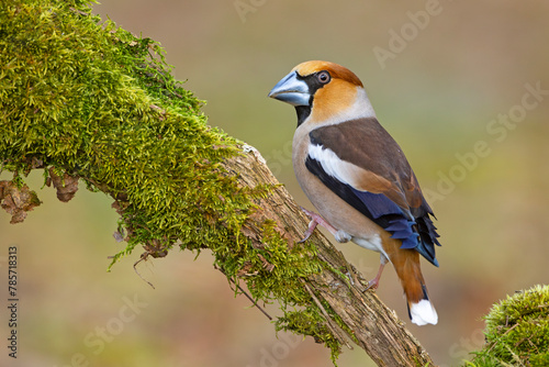 Grubodziób, pestkojad, grabołusk (Coccothraustes coccothraustes)