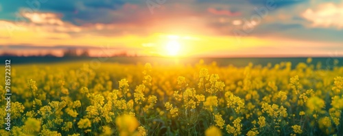 Yellow flowers and sunset