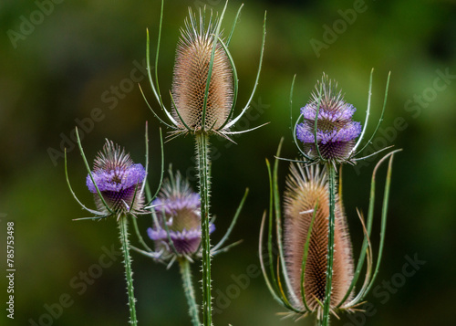 Common teasel