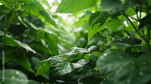 A thick lush canopy of green leaves stretches out above thick with moisture from the steady spring rain. The leaves are large and healthy providing ample surface area to capture the .