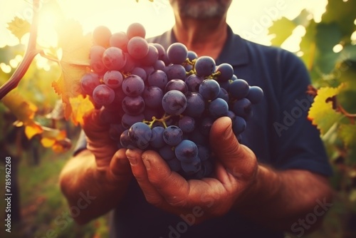Harvesting Ripe Grapes at Sunset in Vineyard