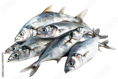 A pile of fresh silver barb fish .Isolated on white background.