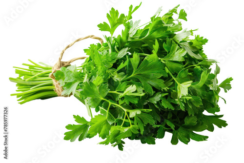 Bunch of fresh green parsley.isolated on white background