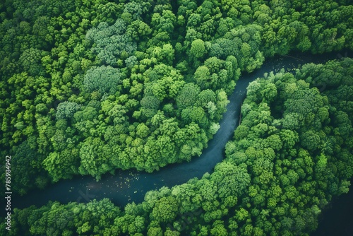 Aerial view of river and forest, Beautiful landscape with river and forest