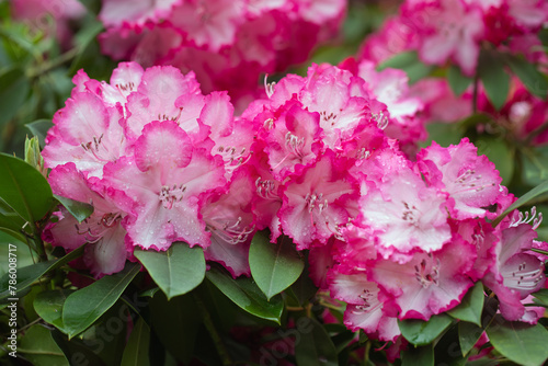 różowy rododendron na wiosne, rhododendron