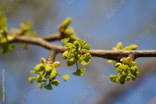 Ginkgo tree leaves sprouting new buds