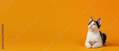 A distinct cat poses with a blurred face exhibiting trust and relaxation against a vibrant orange background