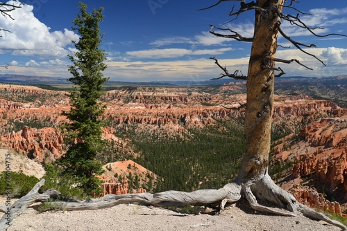 Beautiful shot of trees overlooking the Bryce Canyon National Park in Utah, USA