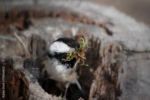 Black-capped chickadee bird with moss in the beak nesting in a stump
