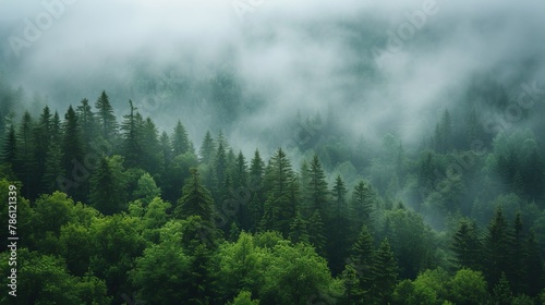 Misty forest morning with lush green trees