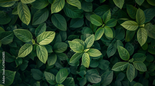 A close up of green leaves with a lush green background. The leaves are full and vibrant, giving the impression of a healthy and thriving plant