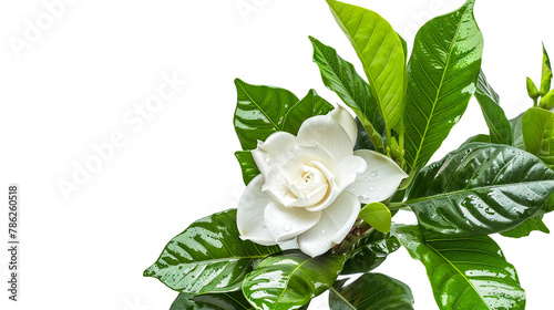 A white gardenia flower in bloom, accompanied by lush green leaves, isolated against a white background as a transparent PNG image.