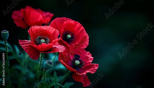 Symbolic red poppies on dark background significance for remembrance day, armistice day, anzac day