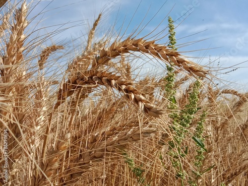 Triticum aestivum L plant or wheat plant or wheat field.ripe wheat plant background.Ripe Triticum aestivum plant head