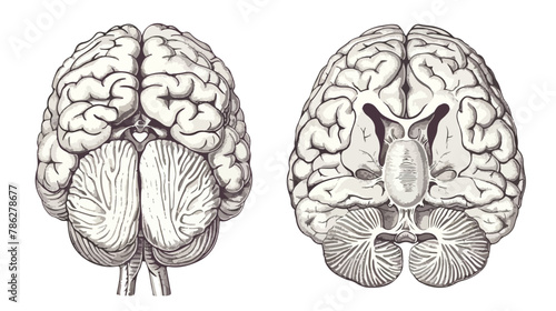 Monochrome engraving brain illustration in top view