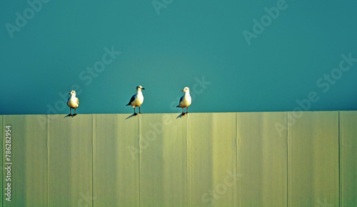 Birds (gulls) sit on a metal monotonous green fence. It is reminiscent of conceptual and minimalist skill... but this is the protection of construction sites and birds from two forms of predators